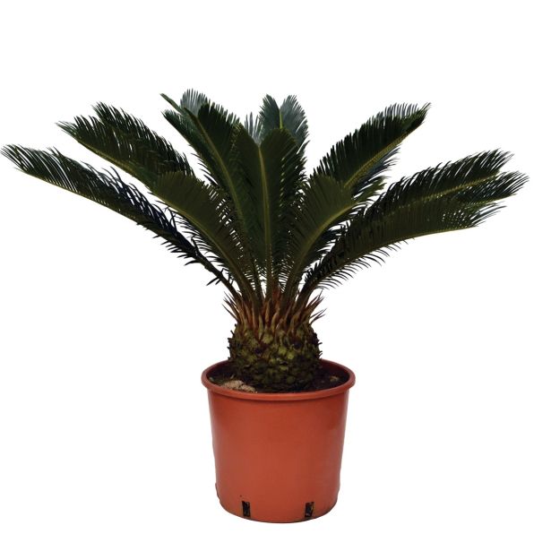 SEZONSKA RASTLINA CIKAS PALMA