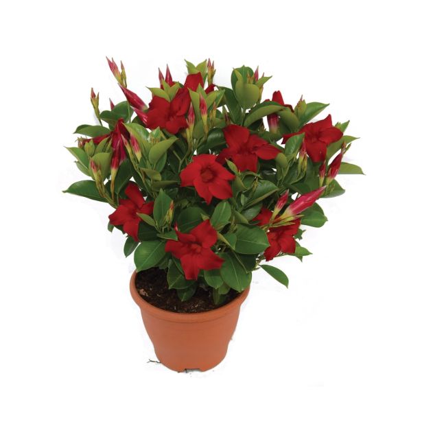 SEZONSKA RASTLINA DIPLADENIA AUDREY