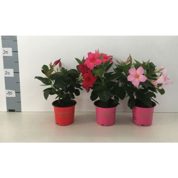 SEZONSKA RASTLINA DIPLADENIJA RIO L10