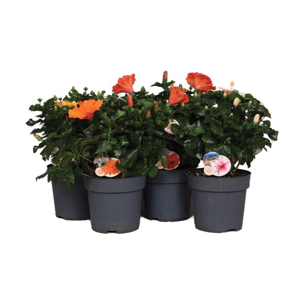 SEZONSKA RASTLINA HIBISCUS