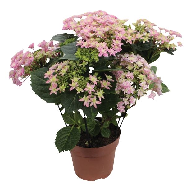 SEZONSKA RASTLINA HYDRANGEA DOUBLE DUTCH MIX