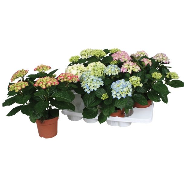 HORTENZIJA HYDRANGEA MIX L14