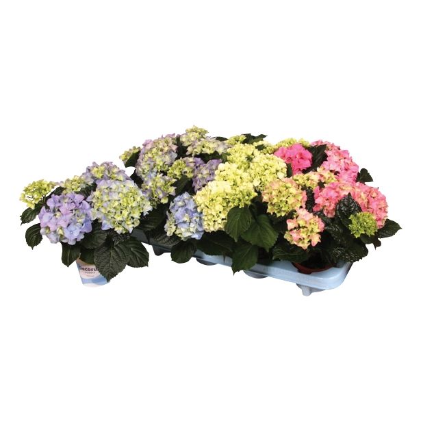 SEZONSKA RASTLINA HYDRANGEA SPECIAL MIX