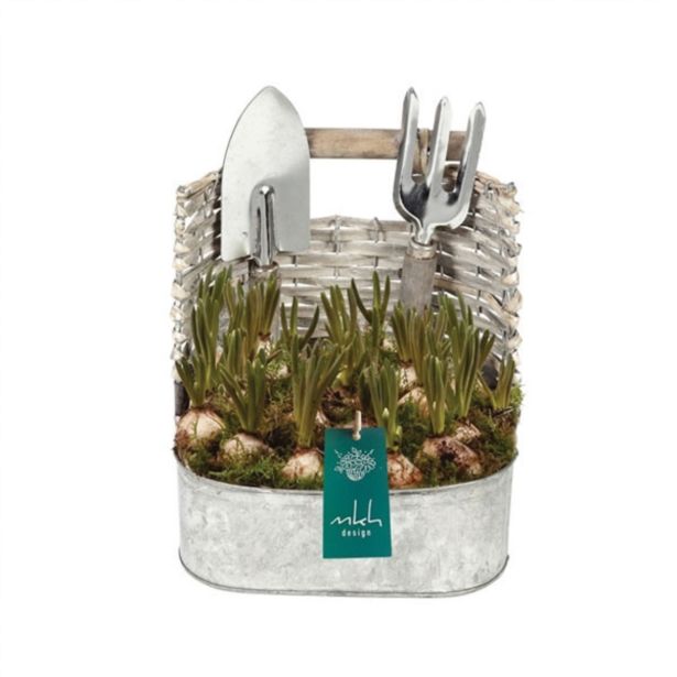 SEZONSKA RASTLINA JAGODASTA HRUŠICA V OKRASNI POSODI