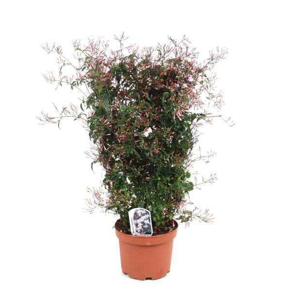 SEZONSKA RASTLINA JASMINUM PIRAMIDE