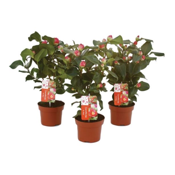 KAMELIJA JAPONICA DR.KING L13