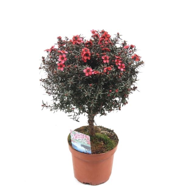 SEZONSKA RASTLINA LEPTOSPERMUM SCOPARIUM