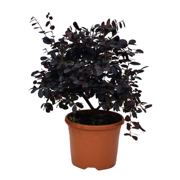 SEZONSKA RASTLINA LOROPETALUM