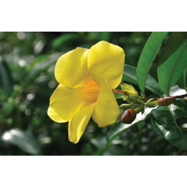 SEZONSKA RASTLINA MANDEVILLA