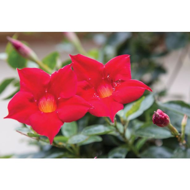 SEZONSKA RASTLINA MANDEVILLA