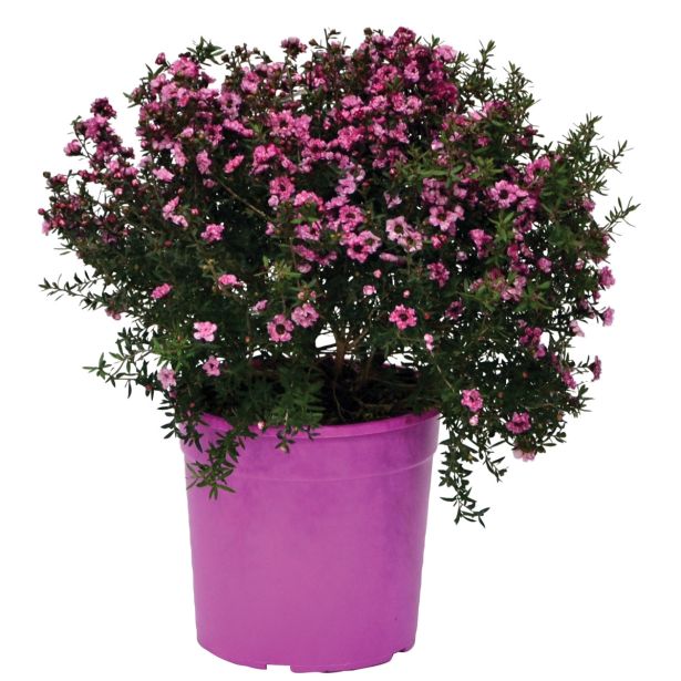 SEZONSKA RASTLINA MANUKA