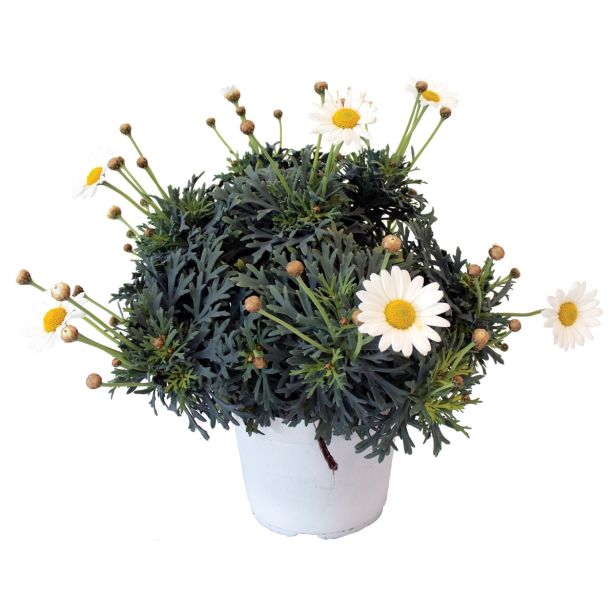 SEZONSKA RASTLINA MARJETICA