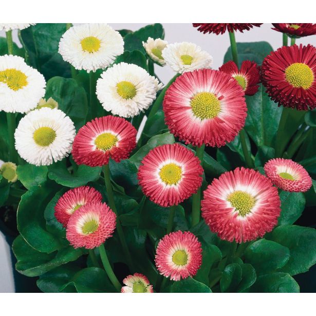 TRIO POMLADNIH RASTLIN MARJETICA SPEEDSTAR TRIO L13 SPEEDSTAR TRIO