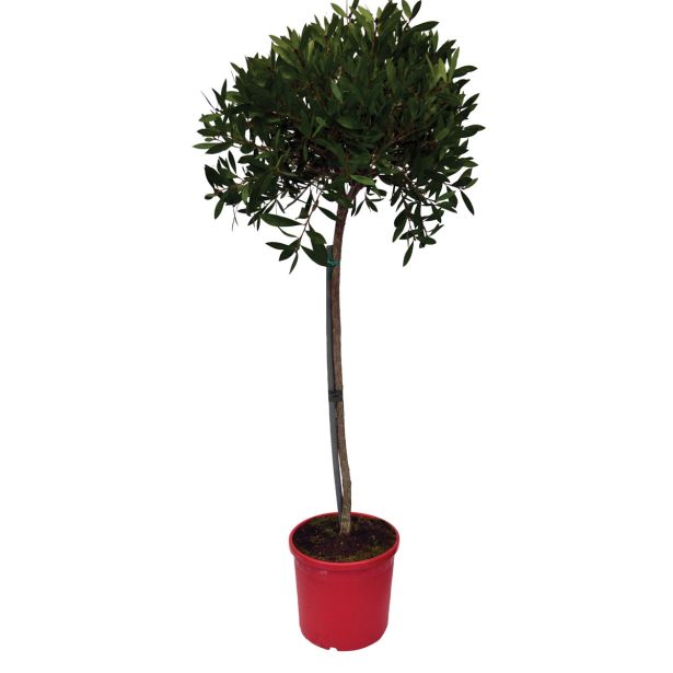 SEZONSKA RASTLINA METLIČNIK