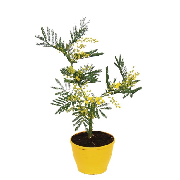CVETOČA SOBNA RASTLINA GENISTA