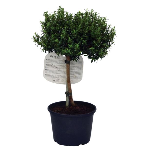 SEZONSKA RASTLINA MIRTA