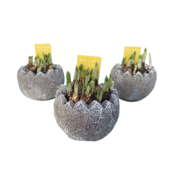 SEZONSKA RASTLINA NARCISA TETE A TETE V OKRASNEM LONČKU