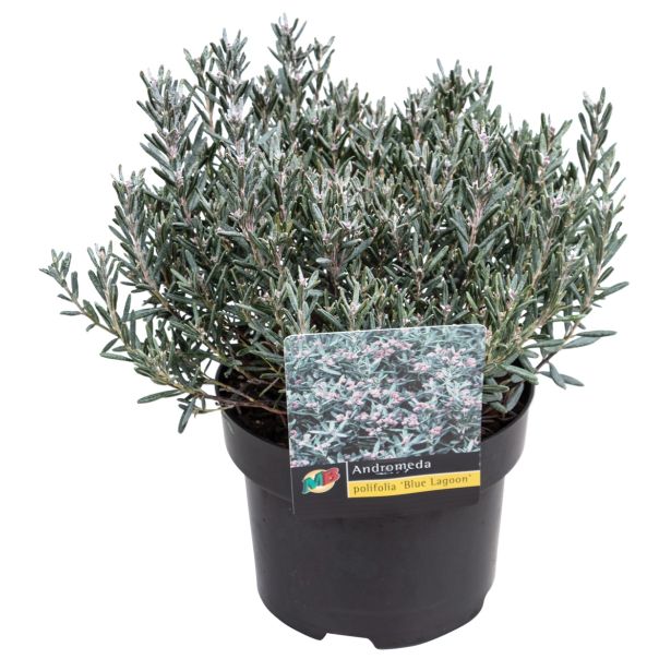 SEZONSKA RASTLINA NAVADNA ROŽMARINKA