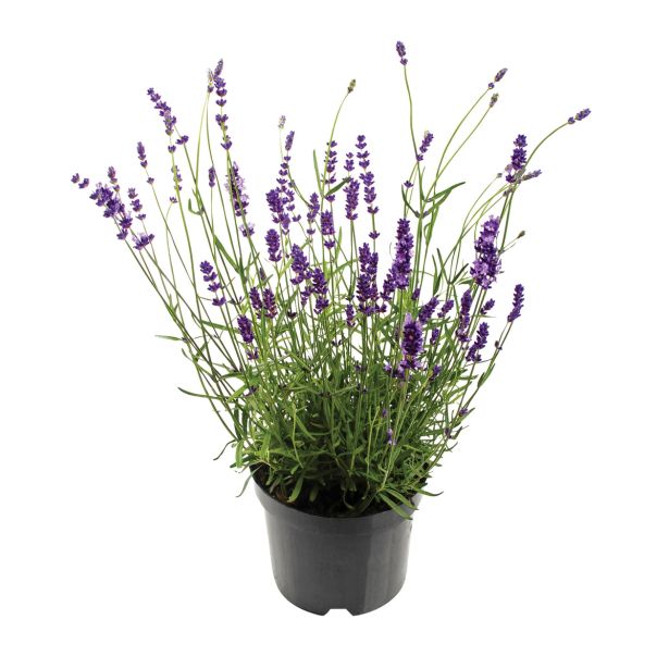 SEZONSKA RASTLINA NAVADNA SIVKA