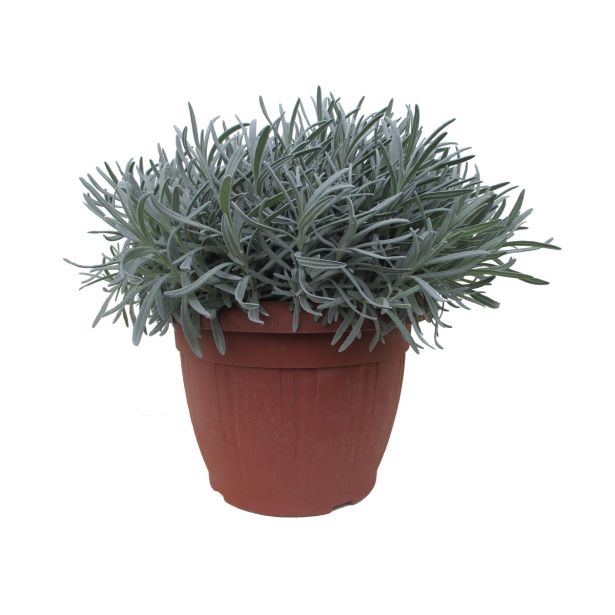 SEZONSKA RASTLINA NAVADNA SIVKA L27