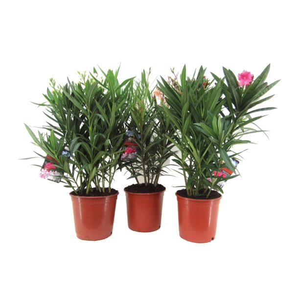 SEZONSKA RASTLINA NERIUM OLEANDER MIX