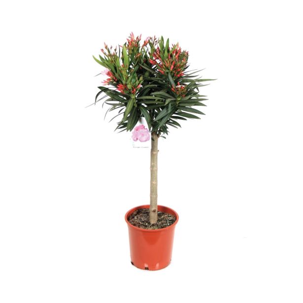 SEZONSKA RASTLINA NERIUM OLEANDER NA STEBLU