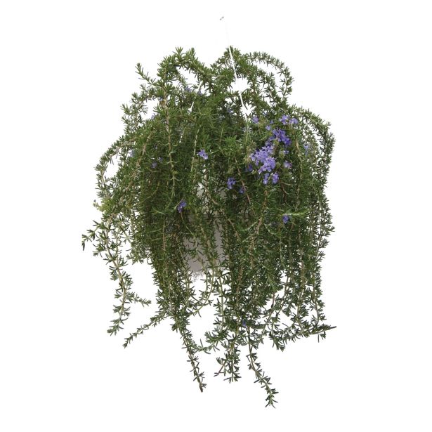 MIX DIŠAVNIC IN ZELIŠČ OBEŠANKA ZELIŠČA MIX L27