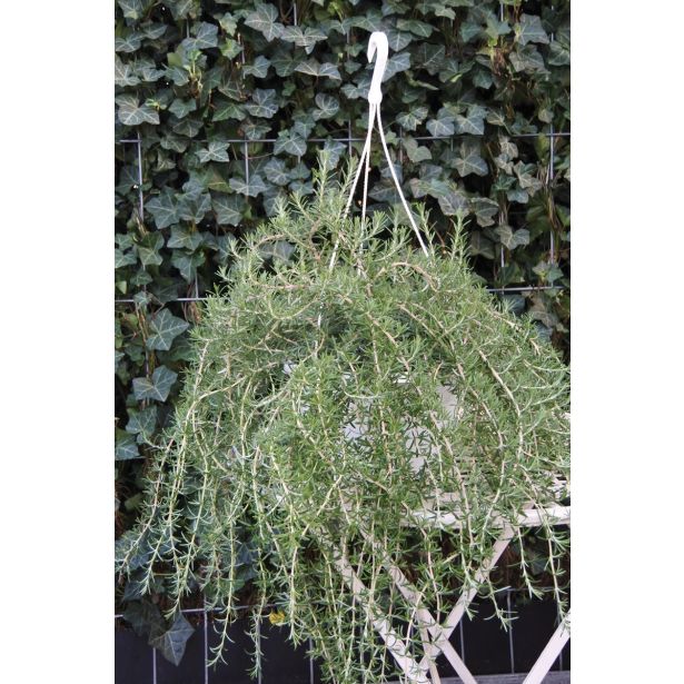 MIX DIŠAVNIC IN ZELIŠČ OBEŠANKA ZELIŠČA MIX L27