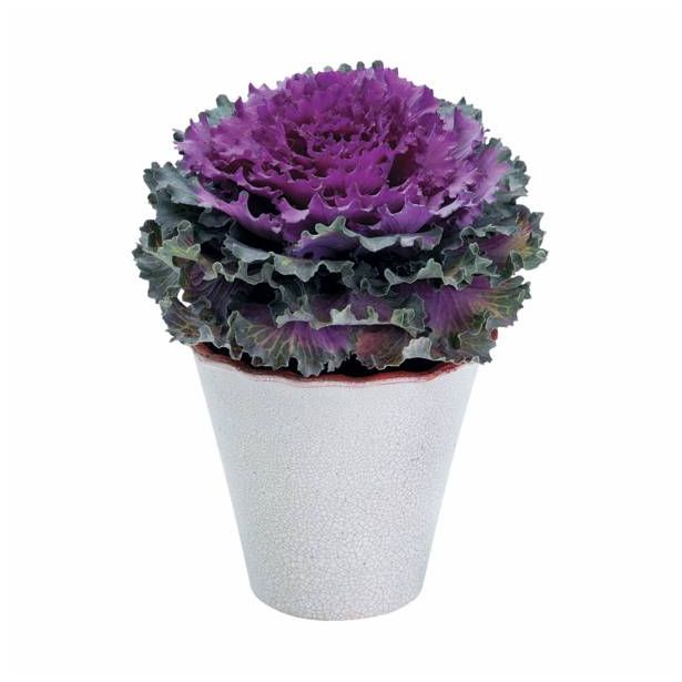 SEZONSKA RASTLINA OKRASNO ZELJE BRASSICA OLERACEA 12 CM