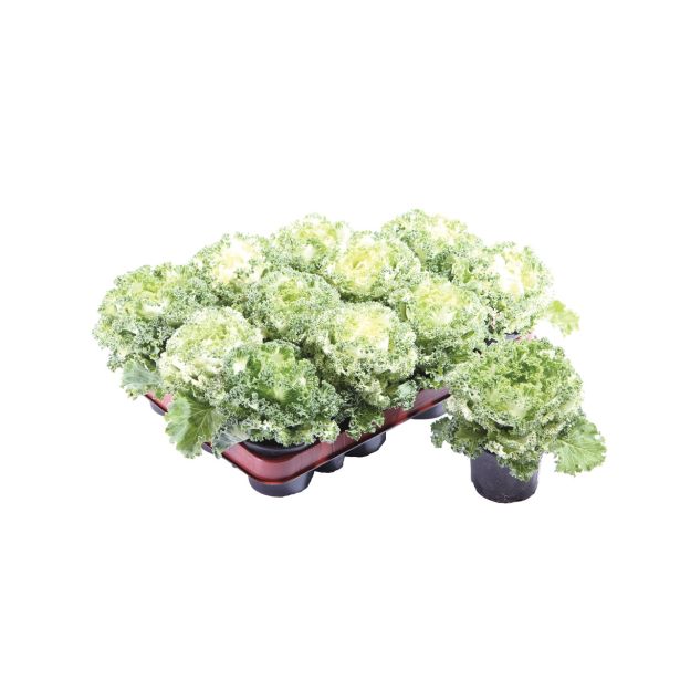 SEZONSKA RASTLINA OKRASNO ZELJE BRASSICA OLERACEA