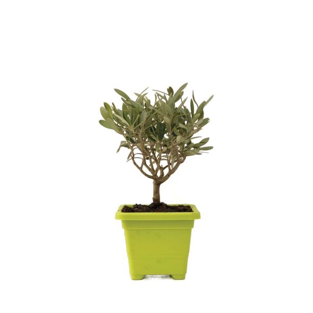 SEZONSKA RASTLINA OLEA EUROPEA GRM