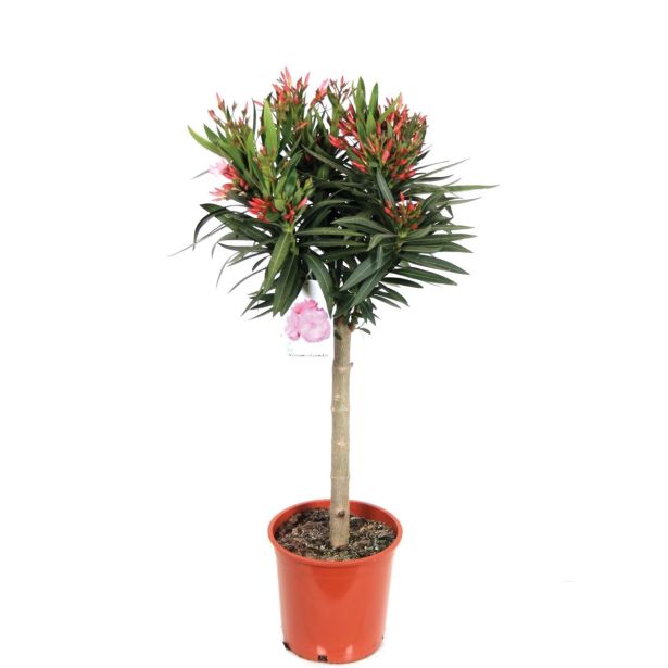 SEZONSKA RASTLINA OLEANDER