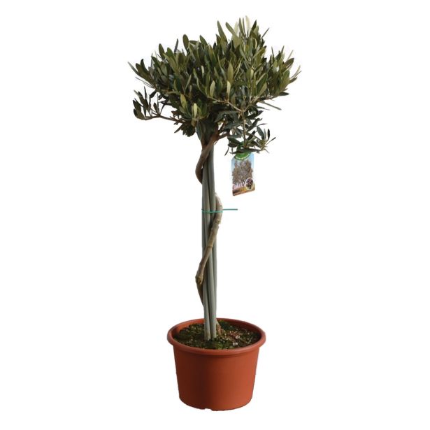 SEZONSKA RASTLINA OLJKA