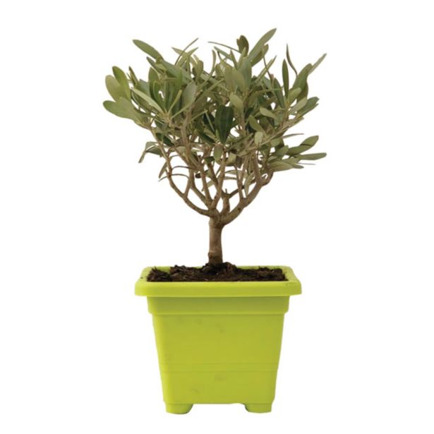 SEZONSKA RASTLINA OLJKA