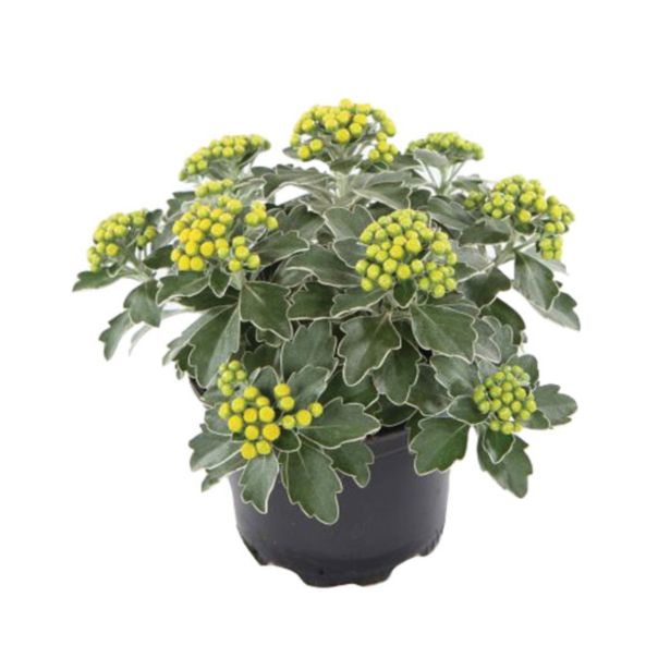 SEZONSKA RASTLINA PACIFIŠKA AJANIJA