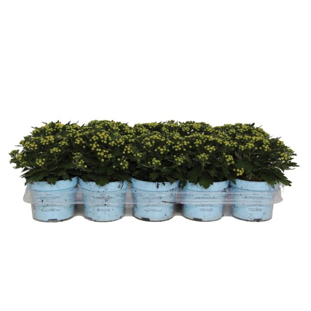 SEZONSKA RASTLINA PACIFIŠKA AJANIJA