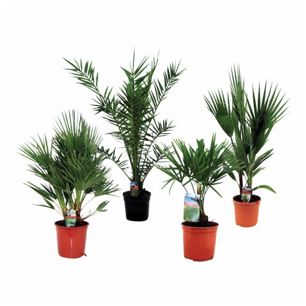 SEZONSKA RASTLINA PALME MIX