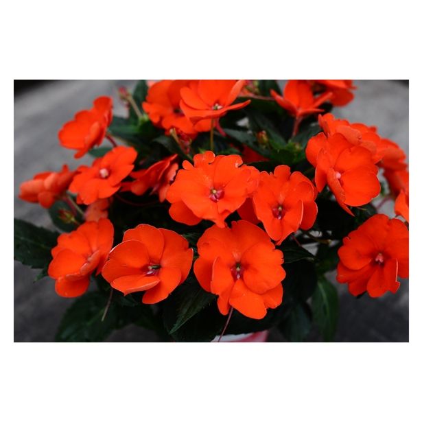 MIX POLETI CVET. RASTLIN POLETNE POSODOVKE MIX 19 CM