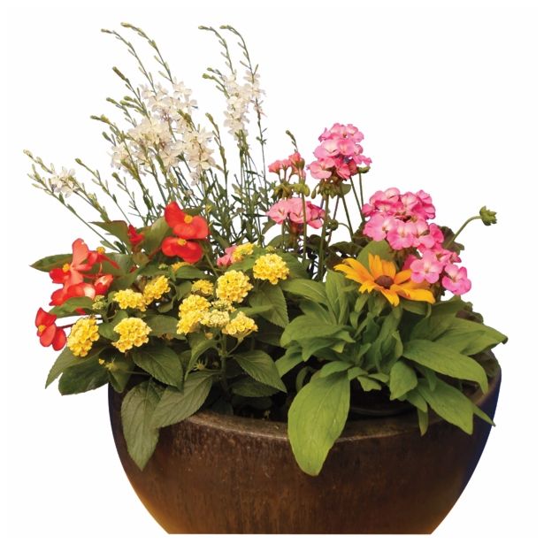 MIX POLETI CVET. RASTLIN POLETNE POSODOVKE MIX L14