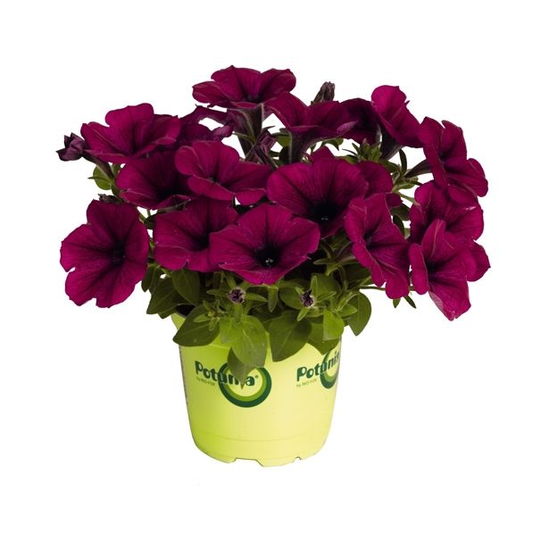 SEZONSKA RASTLINA POTUNIA L12