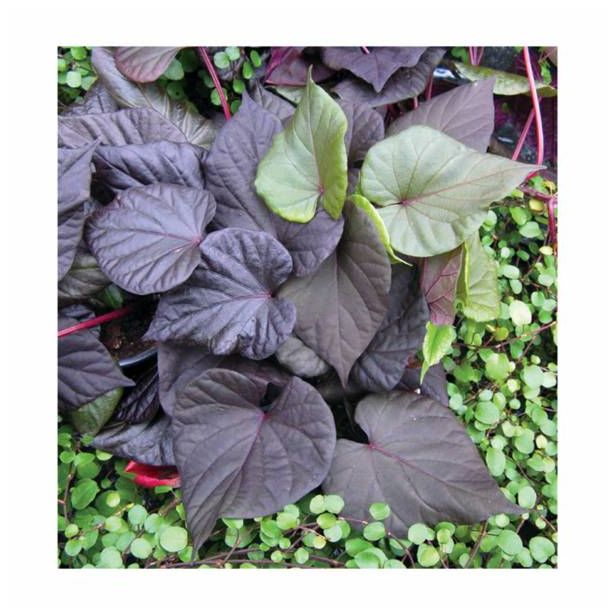 MIX POLETI CVET. RASTLIN MIX MIDI L12