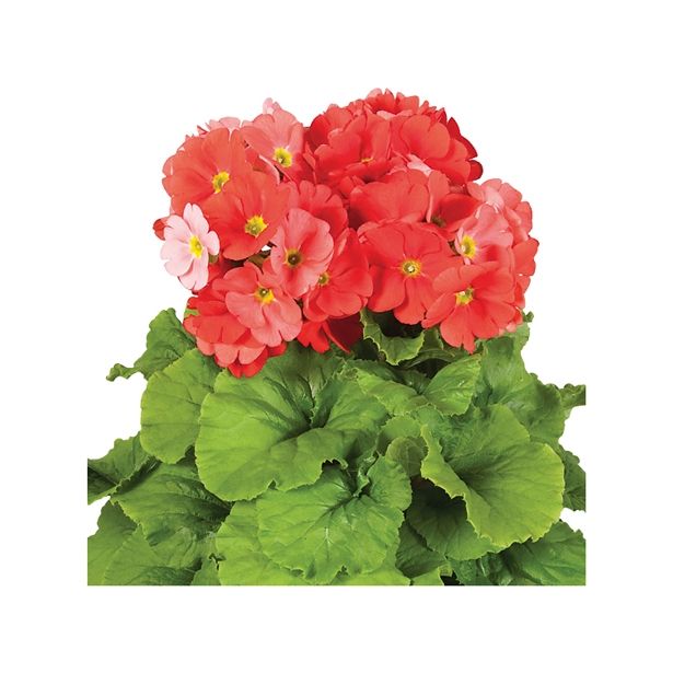 MIX POLETI CVET. RASTLIN MIX MIDI L12