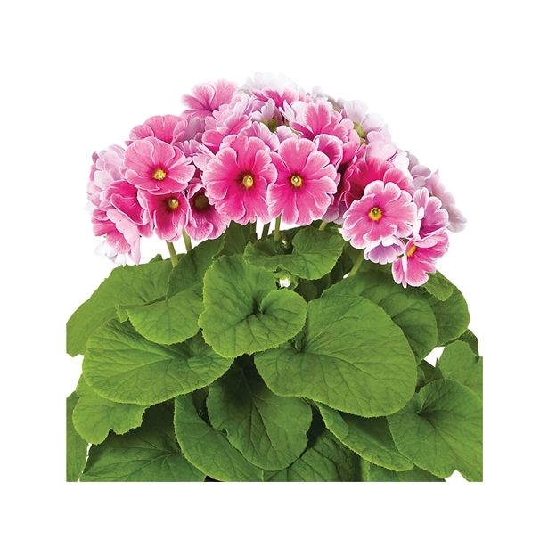 MIX POLETI CVET. RASTLIN MIX MIDI L12