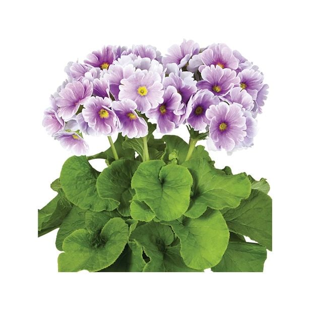 MIX POLETI CVET. RASTLIN MIX MIDI L12