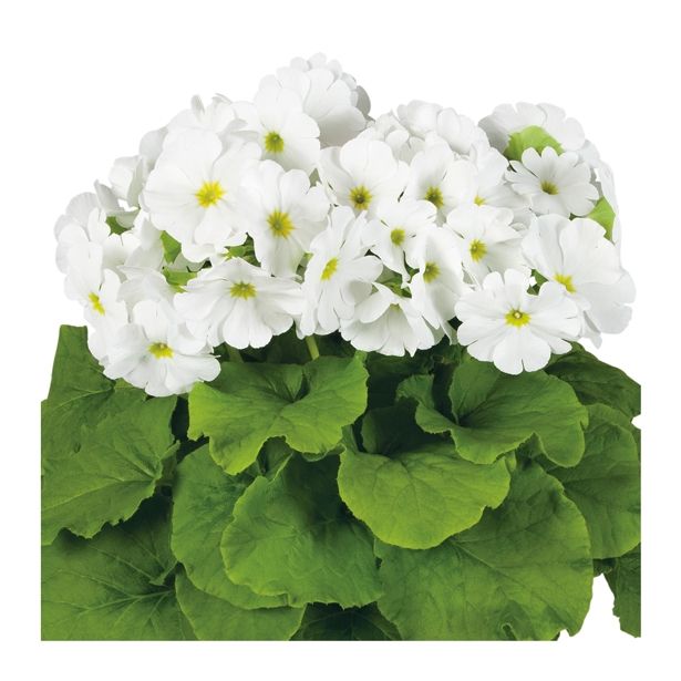 MIX POLETI CVET. RASTLIN MIX MIDI L12