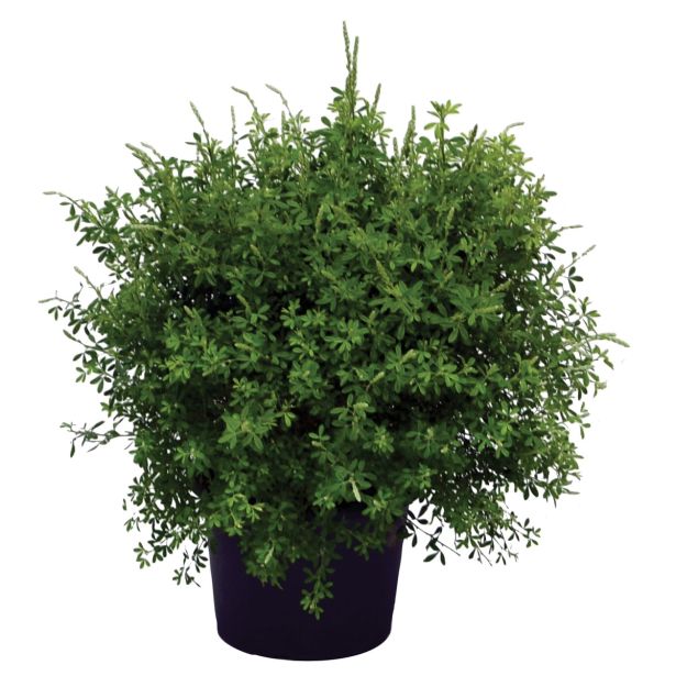 SEZONSKA RASTLINA RELIČNIK