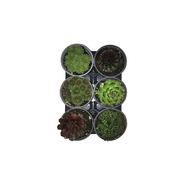 SEZONSKA RASTLINA SEMPERVIVUM MIX