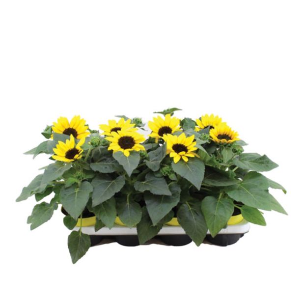 SEZONSKA RASTLINA SONČNICA