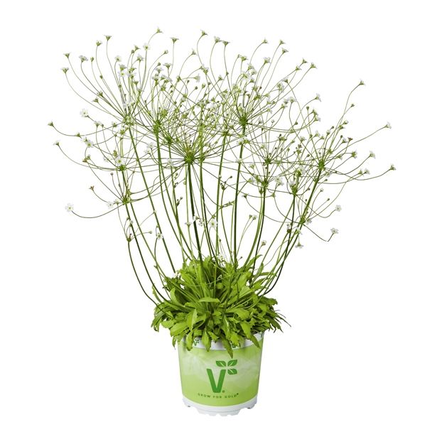 ENOLETNICA VOLMARY ANDROSACE SEPTENTRIONALIS SUBARU