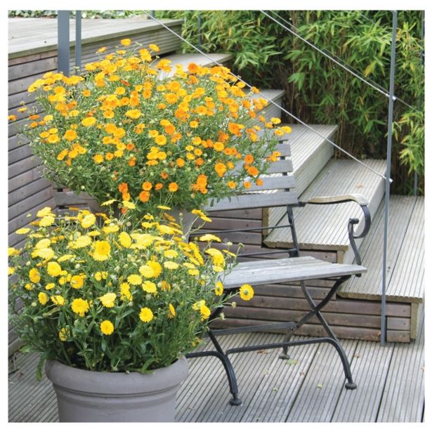 STRUKTURNA CVETOČA RASTL. VOLMARY BALKONSKI OGNJIČ L12